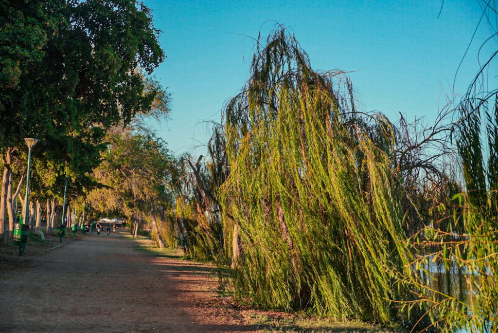 SE REFORESTA LAGUNA DEL NÁINARI CON SAUCES LLORONES