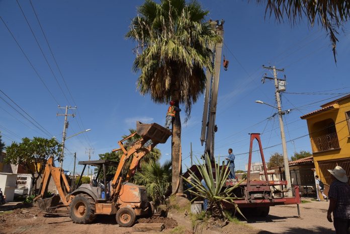 TRASPLANTARÁN VEGETACIÓN DE BULEVAR PASEO LAS PALMAS A OTROS SITIOS DE LA CIUDAD