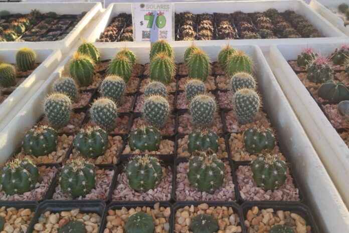 INICIA CON GRAN ÉXITO LA EXPO CACTUS Y SUCULENTAS 2024